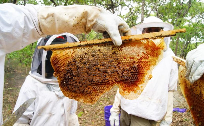 honeycomb, fresh honey, sustainable beekeeping, Pure Joy Honey, Tanzania